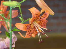 Foto: Dr. Peter Müller